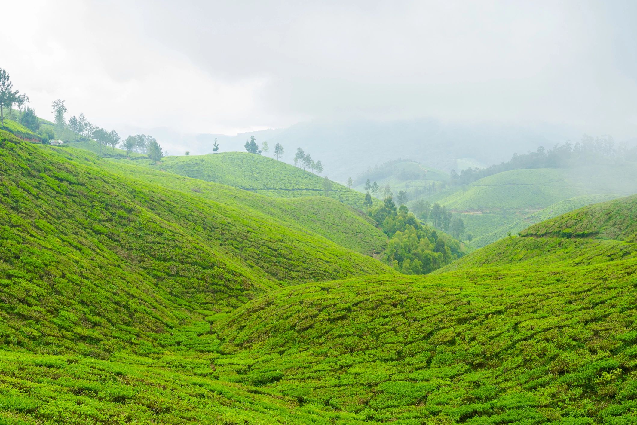 Tea plantation hills near Munnar under overcast sky