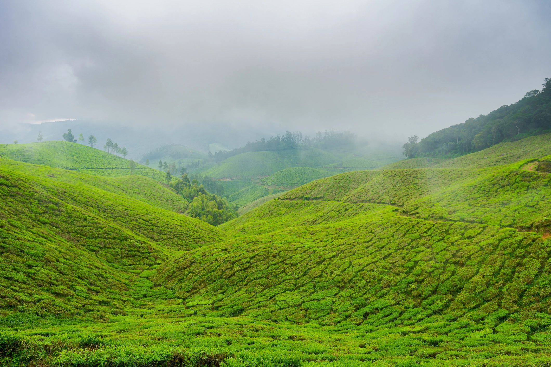 Tea plantation landscape near Munnar