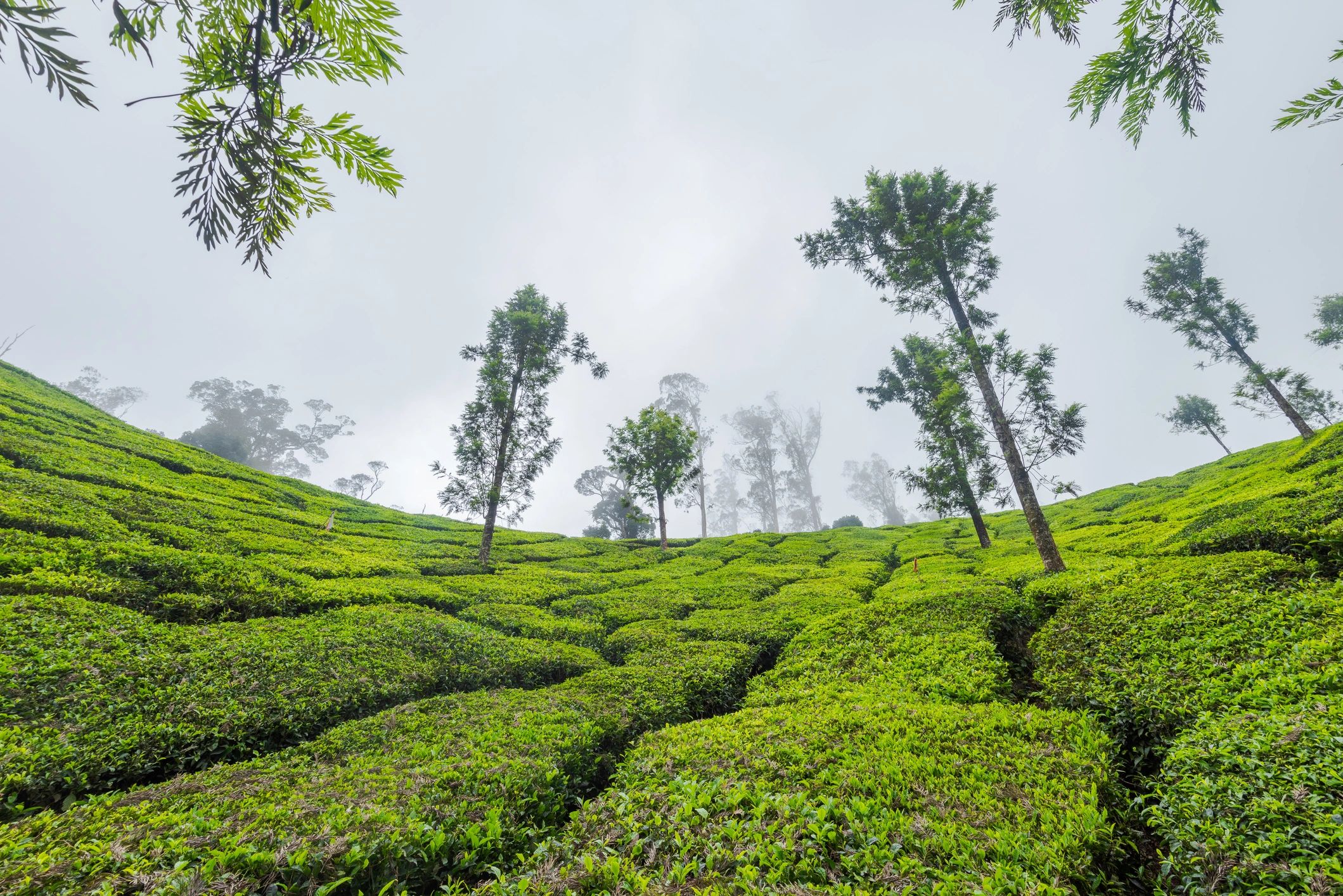 Scenic tea estate view near Munnar