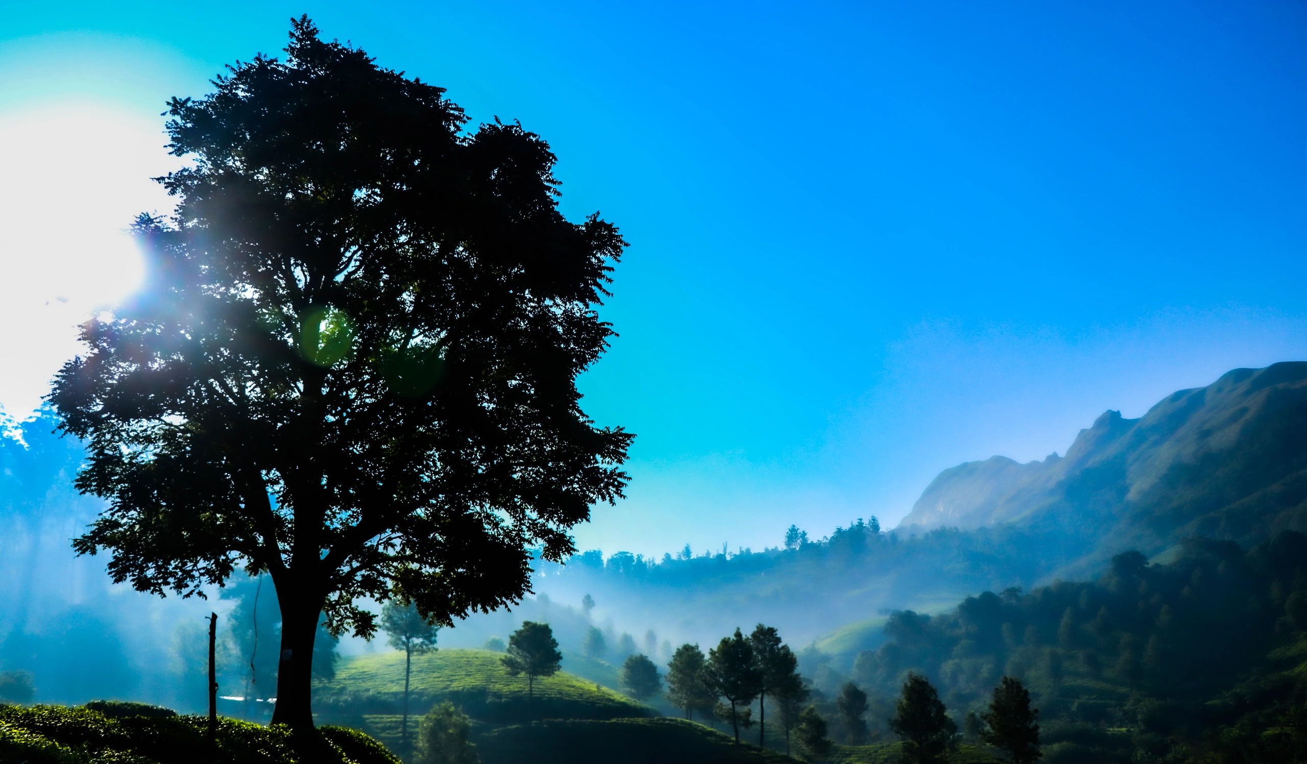Munnar valley landscape with tree silhouette